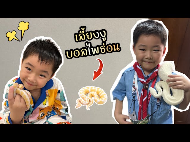 Little Porsche raises his first snake, a ball python | Playing with Porsche