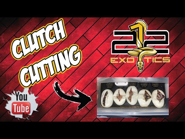Clutch Cutting of Clutch #7 | #Shoutout #Ballpythons #SNAKES