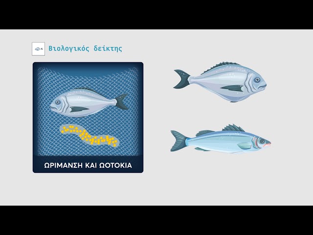 Sea bass & sea bream Welfare