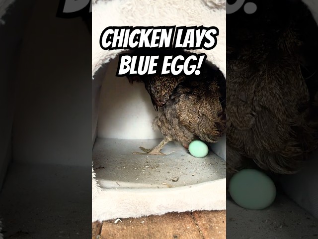 BROODY ALERT 🐔🥚 They’re Ready to Be Moms LOL!!