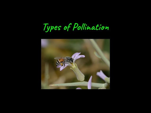 Types of Pollination | Sexual Reproduction in Flowering Plants | Class XII | Biology | Khan Academy