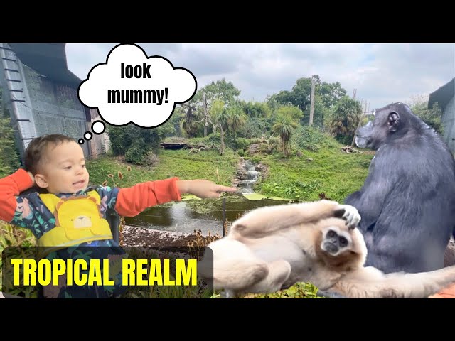 MONKEY HOUSE| PYTHON SNAKE| TROPICAL REALM |Jordan Makisig🇵🇭🇬🇧
