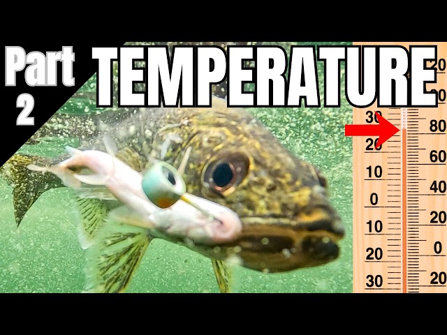 Walleye Temperature Patterns That Catch More Fish!