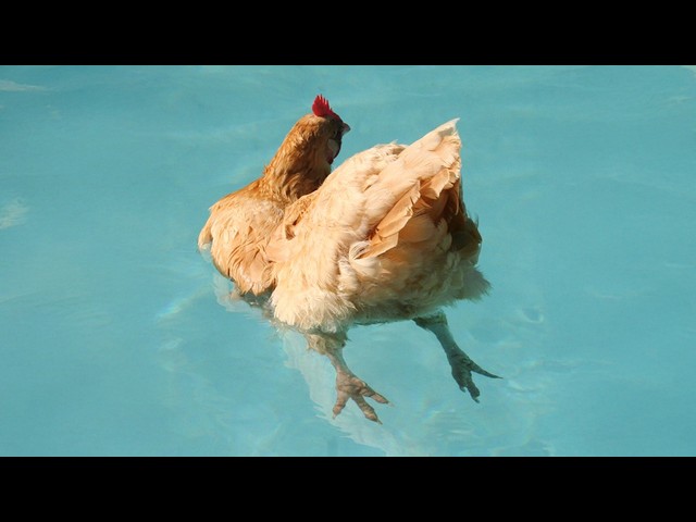 I Never Expected My Chickens To Be This Funny... 😂
