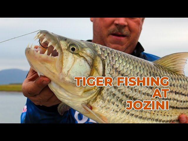 Targeting the Ferocious African Tiger Fish at Lake Jozini in KZN (Pongola Game Reserve)