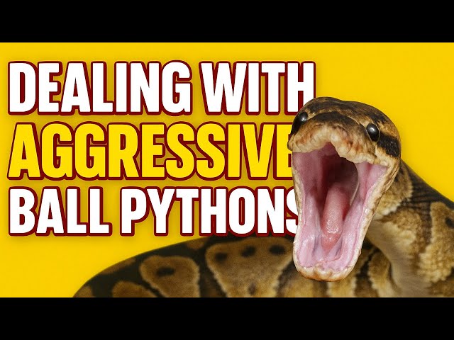 How to handle “aggressive” Ball Pythons 