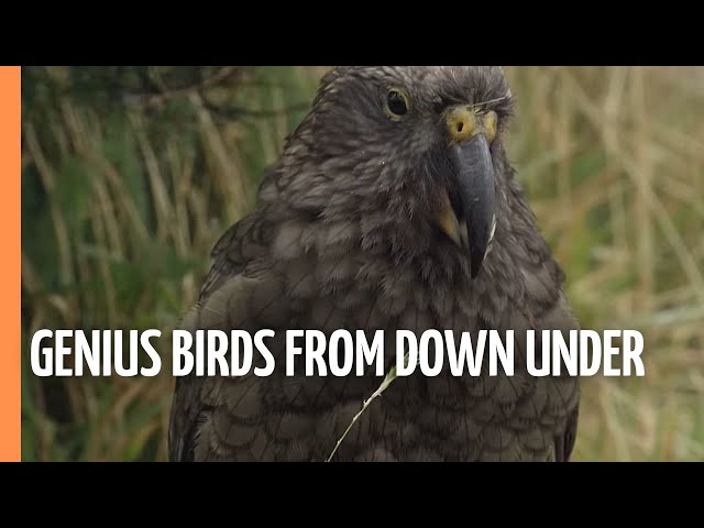Beak & Brain - Genius Birds from Down Under | Full Documentary