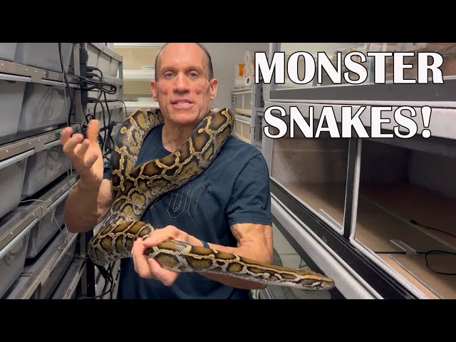 MY BIGGEST BOAS & PYTHONS!