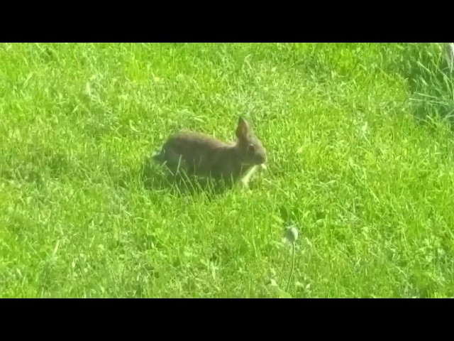 Backyard Baby Bunny