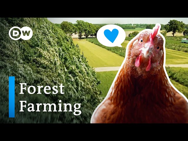 Agroforestry: A solution to farming’s biggest problems?