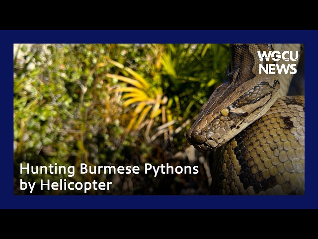 Hunting Burmese Pythons by Plane