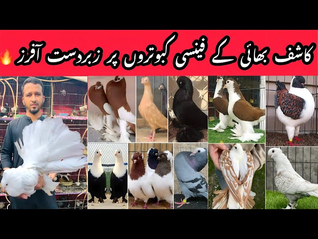 Kashif Bhai Fancy Pigeons Setup | Big Sale on Every Pigeon.🔥