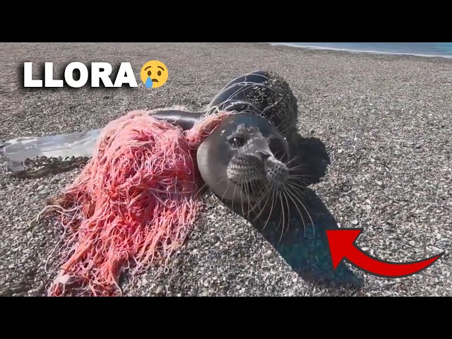 FOCAS piden AYUDA y son RESCATADAS de Redes de Pescar 💨 Rescate de Animales #11