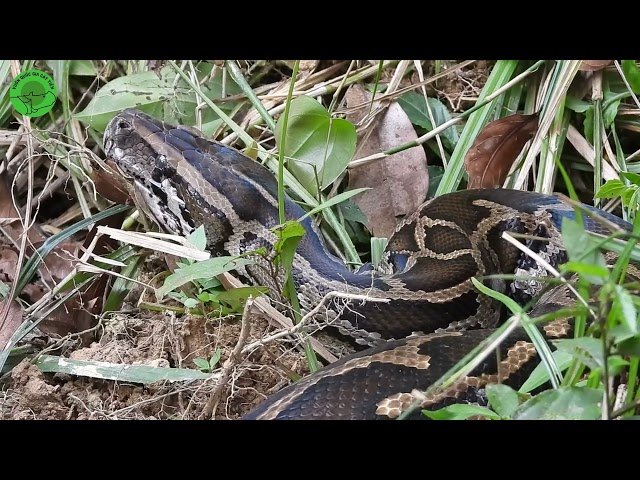 Du khách chạm trán trăn đất khổng lồ nằm giữa đường tắm nắng | Tourists discovered big rock python