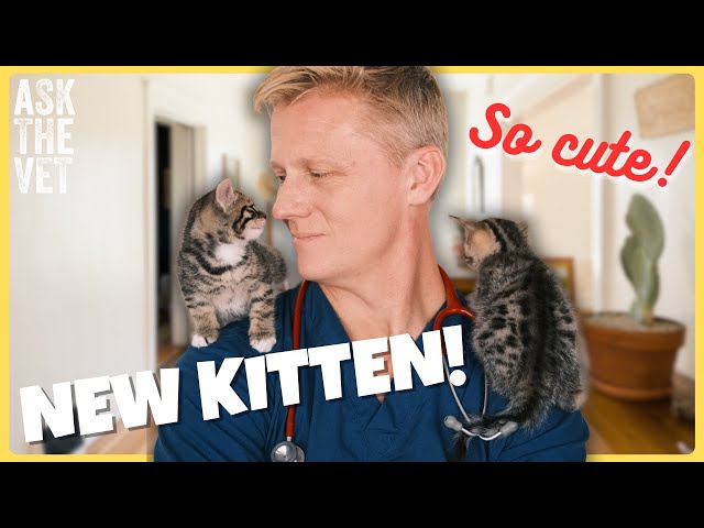 New Kitten? Here Are 5 Tips Every Cat Owner Should Know | Ask the Vet with Dr. Scott Miller 🐱✨