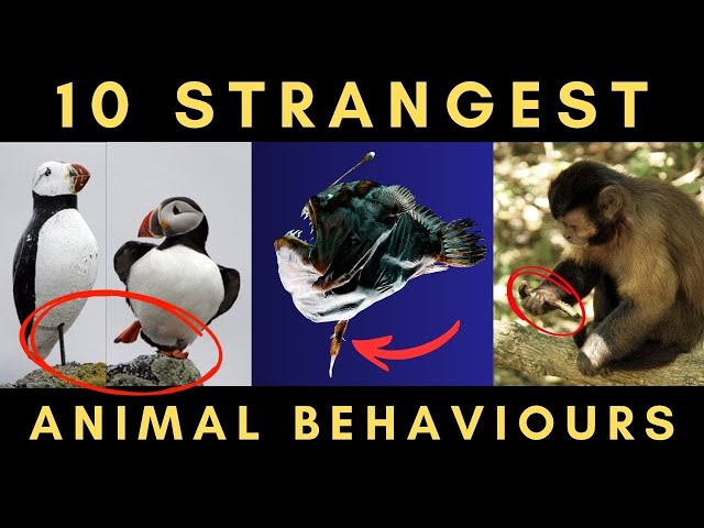 10 Incredibly Strange Animal Behaviours