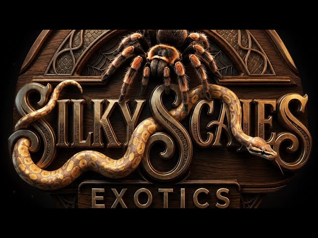 Silky Scales Exotics - Ball Pythons Rock