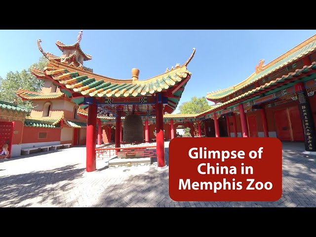 Glimpse of China at Memphis Zoo || 360 VR Video || Episode -6