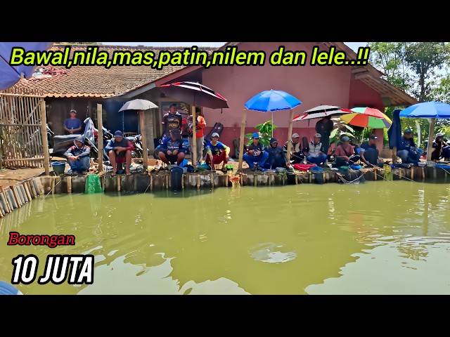 MANCING BORONGAN 10 JUTA..!! Target induk dan total berhadiah domba