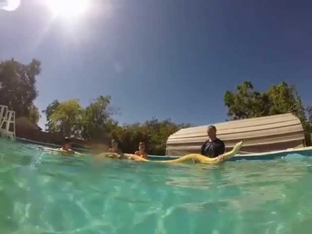 Swimming with Burmese python underwater