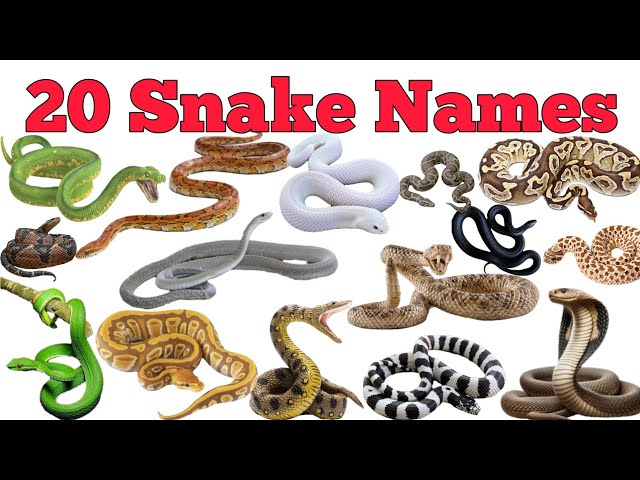 20 Snake Names In English & Hindi With Fun Facts | Fun Learning For Pre-school Children