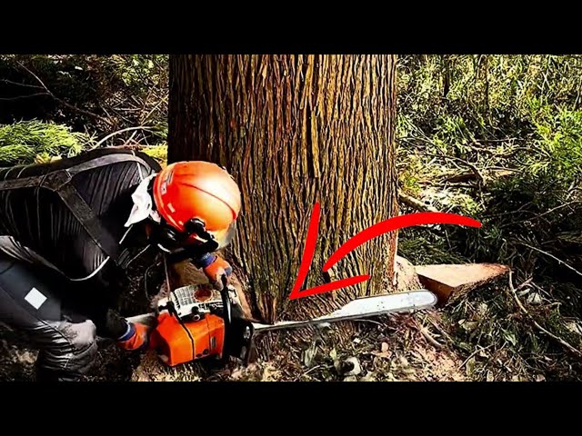 How the Japanese Cut Down Trees: Technology, Traditions, and Environmental Responsibility