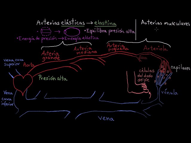 Arterias, arteriolas, vénulas y venas