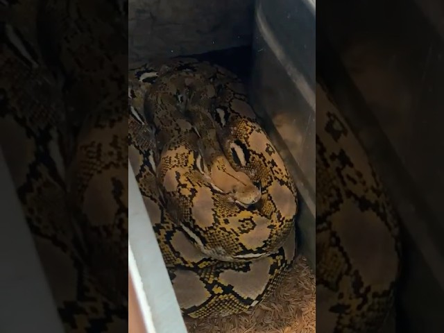 The BIGGEST Problem With Reticulated Pythons... #reticulatedpython #superdwarf