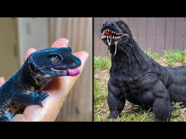 ANTES Y DESPUÉS DE ANIMALES CRECIENDO. INCREÍBLES TRANSFORMACIONES DE ANIMALES