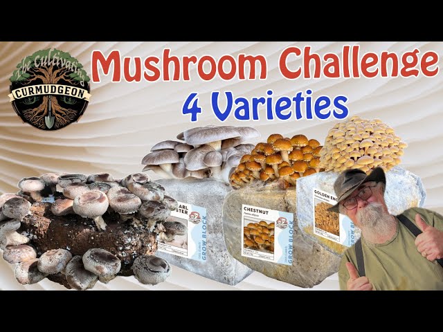 Will They Survive Me? Prepping My Hard-to-Grow Little Acre Mushrooms!
