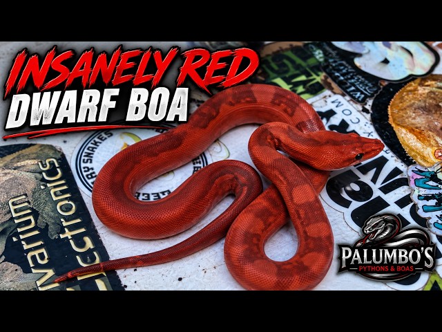 THE FERRARI OF DWARF BOAS- SMALL, RARE, & RED!