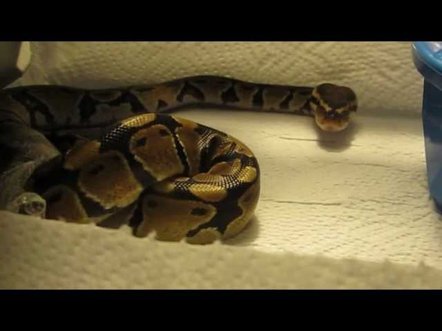 2012 Vanilla Ball python time lapse shed process