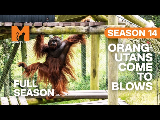 Orang-utans Come To Blows | Season 14 | Full Season | Monkey Life
