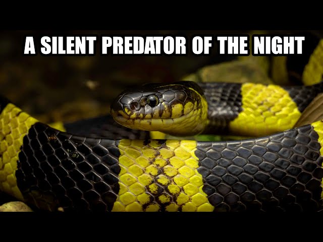 THE BANDED KRAIT – A SILENT PREDATOR OF THE NIGHT