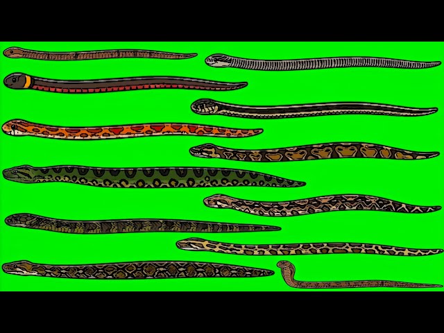 Snake Size Comparison 🐍