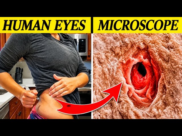 TOP 10 AMAZING THINGS YOU CAN ONLY SEE UNDER MICROSCOPE 🔬|| 😱 || TELUGU SVA EDUCATION FACTS 