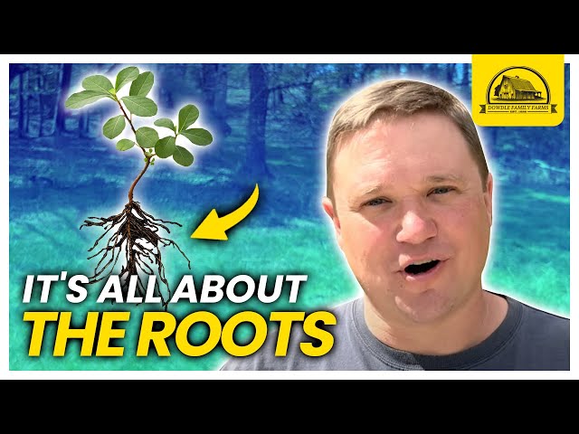 Carbon Sequestration in Soil from the Bottom Up: Its About the Roots