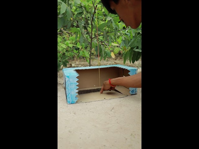 Innovation DIY Bird Trap Using Cardboard Box and Hole  #shorts #ytshorts #outdoors #camping