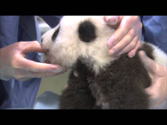Recopilación de exámenes de cachorros de panda insoportablemente lindos