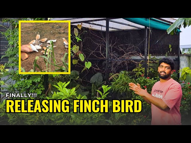 🌈 Colorful Finches Flying Free in My Aviary 🐦