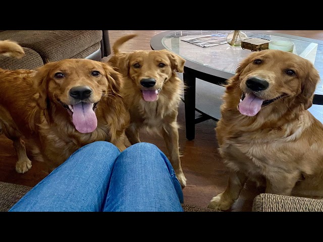 Friendly posts from r/rarepuppers | Larry Elder