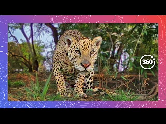 Jaguar in its Natural Habitat: Watch it Prowl Along a River in the Pantanal