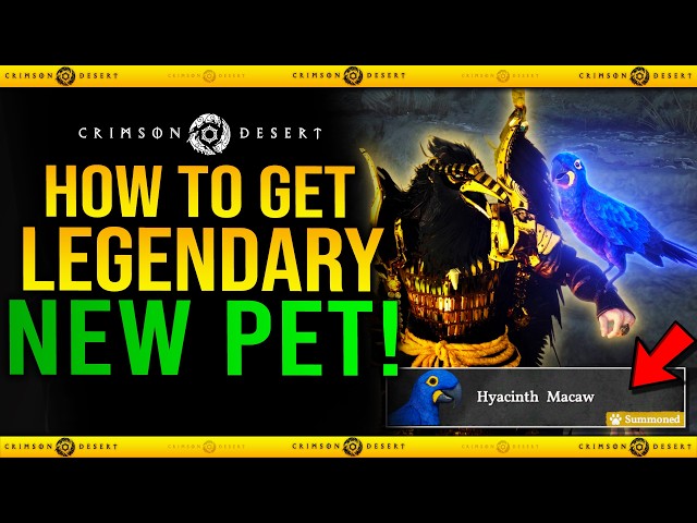 Crimson Desert - How to Get HYACINTH MACAW New Legendary Bird Pet Guide (1.05.00 Update New Pets)