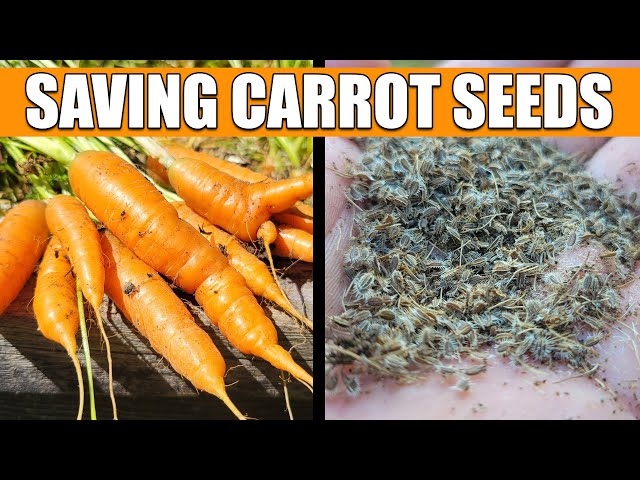 How To Save And Store Carrot Seeds