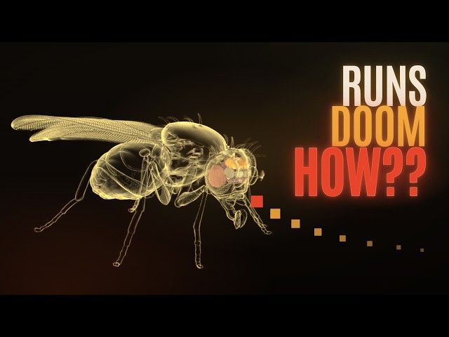 The Internet Is Torturing a Fruit Fly, but HOW??