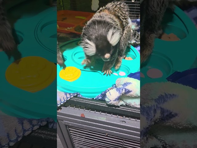 Using Their Noses and Brains | Harley and Benji | SEMO Exotic Sanctuary
