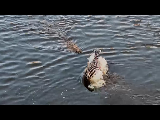 A Dangerous River Crossing for This Zebra