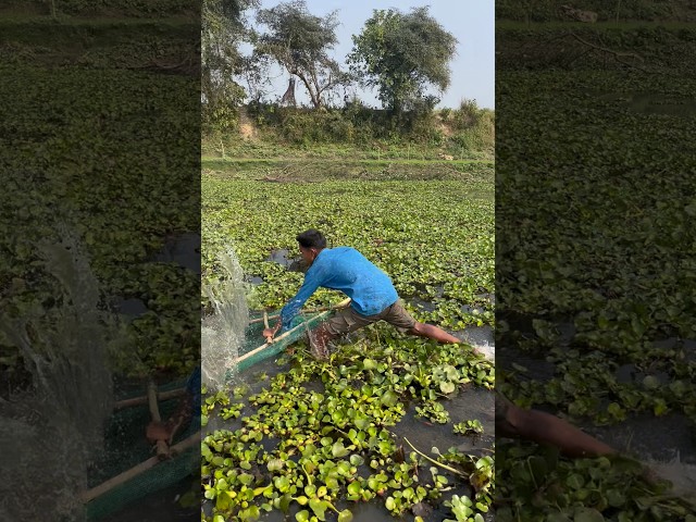 Traditional Village Fishing Method |Giant Fish Harvest #fishing #shorts