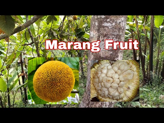 Marang Tree | Marang Fruit | FatherEnSon