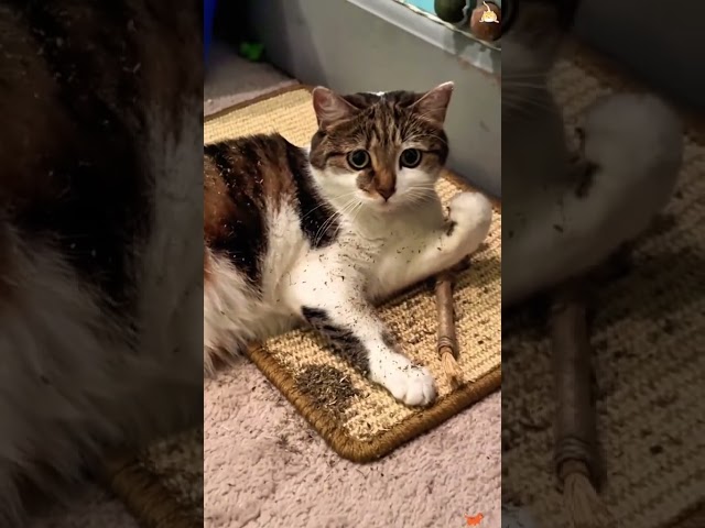 Cat's reaction to eating catnip.#cat #funny #foryou #fyp #cats #funnycat #catnip